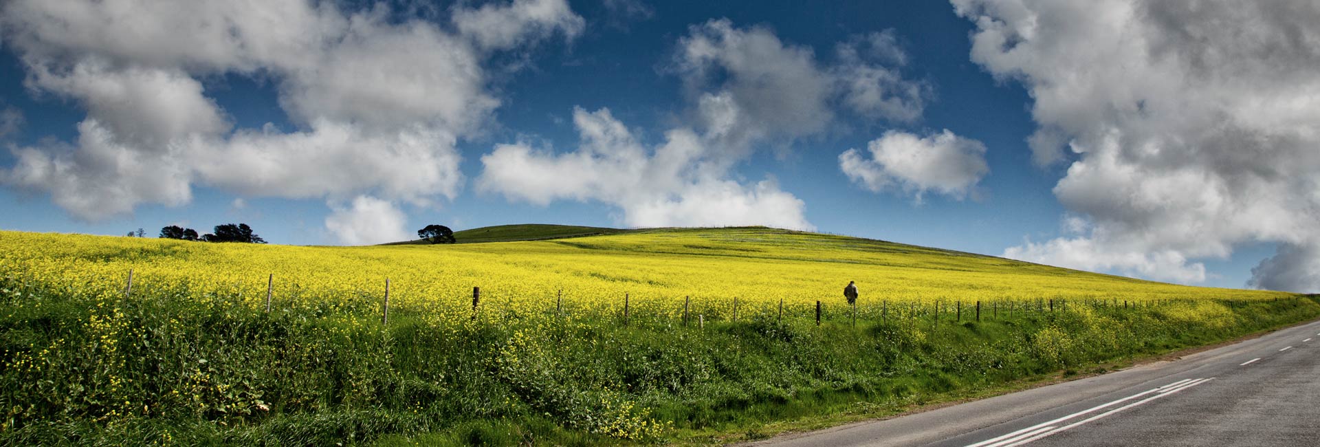 darling-romery-landscape